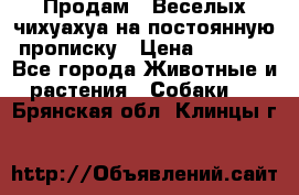 Продам.  Веселых чихуахуа на постоянную прописку › Цена ­ 8 000 - Все города Животные и растения » Собаки   . Брянская обл.,Клинцы г.